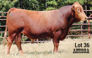Lot 36- TJB 149X BIG SHOW 4121C ET